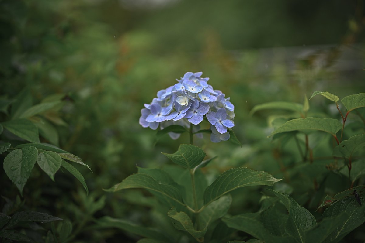 zseriesfx's tweet photo. 紫陽花はそろそろ見納めかな

#写真好きな人と繋がりたい https://t.co/VkaRZCxkIM