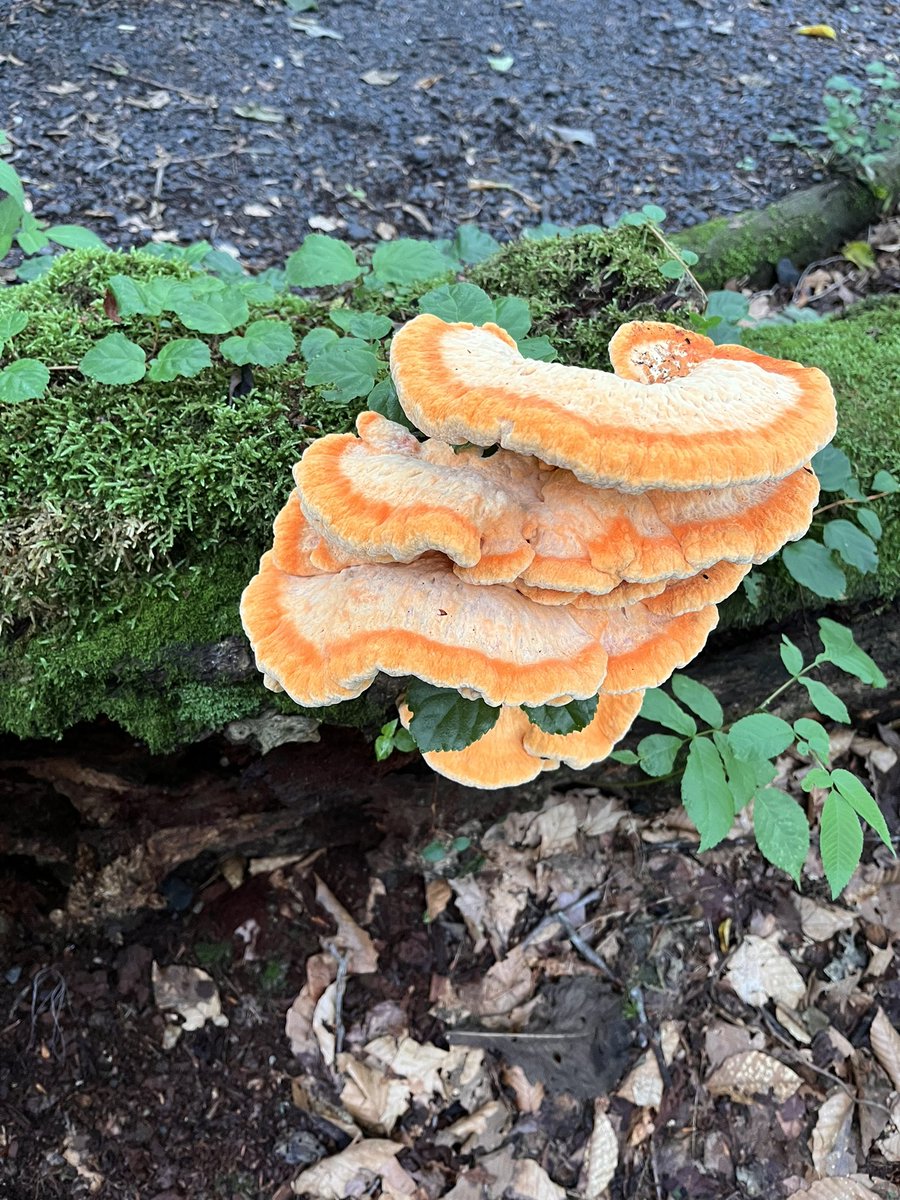 oirase_towada's tweet photo. 7月18日(土)

　渓流の中で、こんな大きなキノコ🍄‍🟫を見つけました。オレンジ色が森🌳の中で鮮やか🧡

でも、渓流は特別保護地区です。
　キノコ🍄‍🟫など、全ての動植物の採取は固く禁じられております。
じっくり見て楽しんで下さい🥰

本日の天気は↓
https://t.co/v6qyFSN0OP https://t.co/KDIfhAwR9h