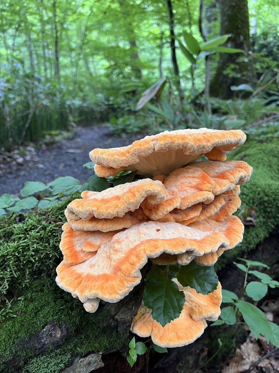 oirase_towada's tweet photo. 7月18日(土)

　渓流の中で、こんな大きなキノコ🍄‍🟫を見つけました。オレンジ色が森🌳の中で鮮やか🧡

でも、渓流は特別保護地区です。
　キノコ🍄‍🟫など、全ての動植物の採取は固く禁じられております。
じっくり見て楽しんで下さい🥰

本日の天気は↓
https://t.co/v6qyFSN0OP https://t.co/KDIfhAwR9h