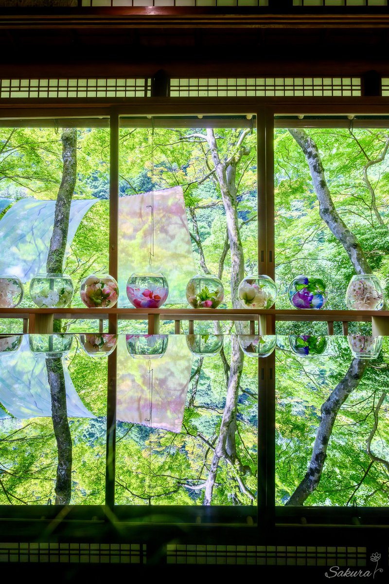 sakuraing64's tweet photo. 夏の京都 嵐山祐斎亭
緑のリフレクションが美しい！ https://t.co/uRVk2lgnY4