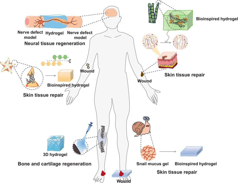 Extracellular Matrix News tweet media