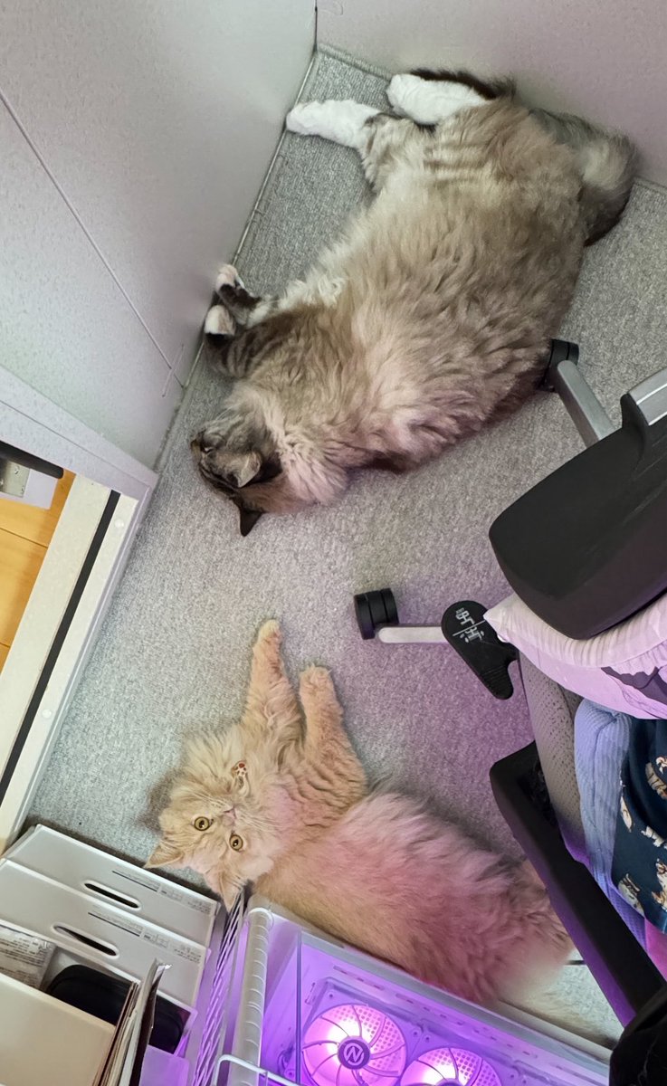 猫咲あんじ🐱💜24時半から配信🫶 (@Nekosaki_anji) / Posts / X