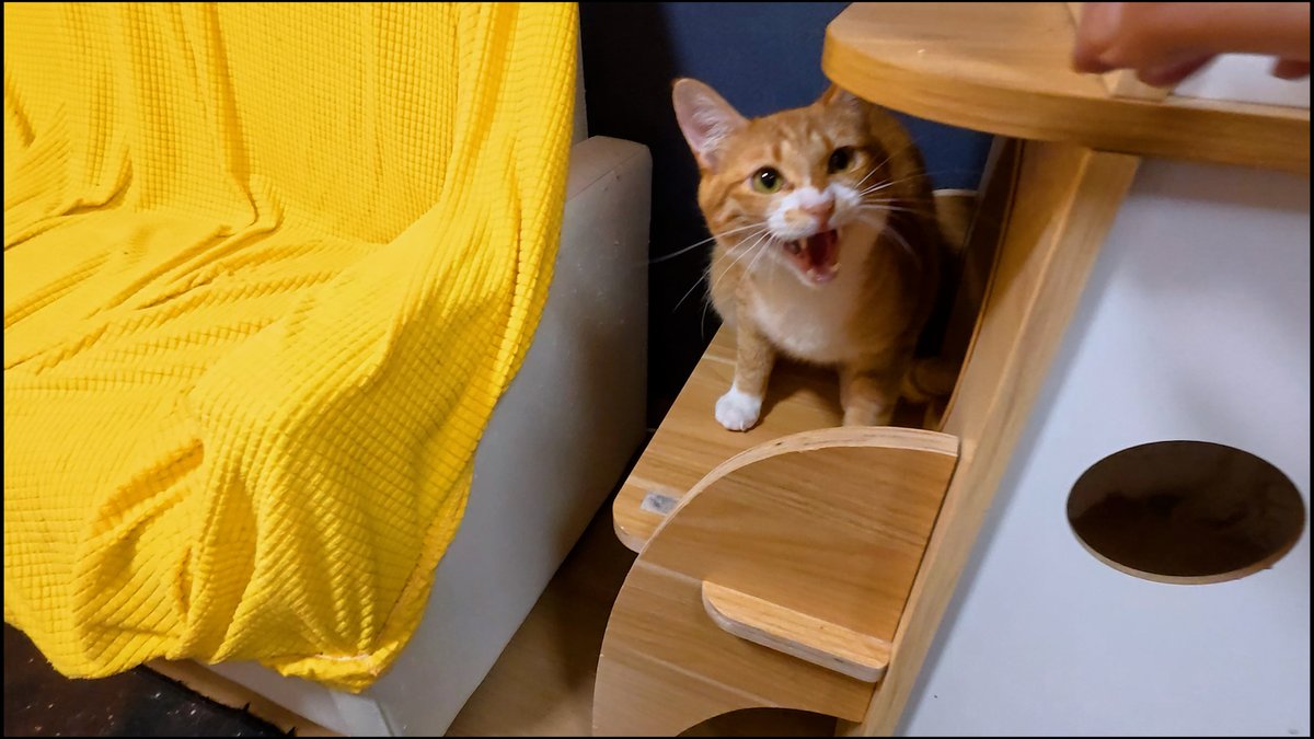 horiman2993's tweet photo. https://t.co/vzeEJvJkog
保護猫カフェ猫の惑星にゃーくるにいる茶トラの靴下猫いなり君はTNRで保護されました
ビビりですぐ逃げ回ることもありますが遊ぶの大好きでだんだん慣れてきてます
一緒に保護されたシャム猫風のごま君と共にトライアル決定
＃保護猫　＃猫カフェ　＃茶トラ　＃シャム猫 https://t.co/Q2yDqer9Cr