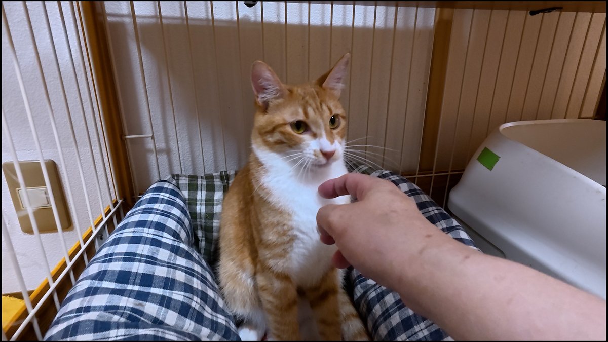 horiman2993's tweet photo. https://t.co/vzeEJvJkog
保護猫カフェ猫の惑星にゃーくるにいる茶トラの靴下猫いなり君はTNRで保護されました
ビビりですぐ逃げ回ることもありますが遊ぶの大好きでだんだん慣れてきてます
一緒に保護されたシャム猫風のごま君と共にトライアル決定
＃保護猫　＃猫カフェ　＃茶トラ　＃シャム猫 https://t.co/Q2yDqer9Cr