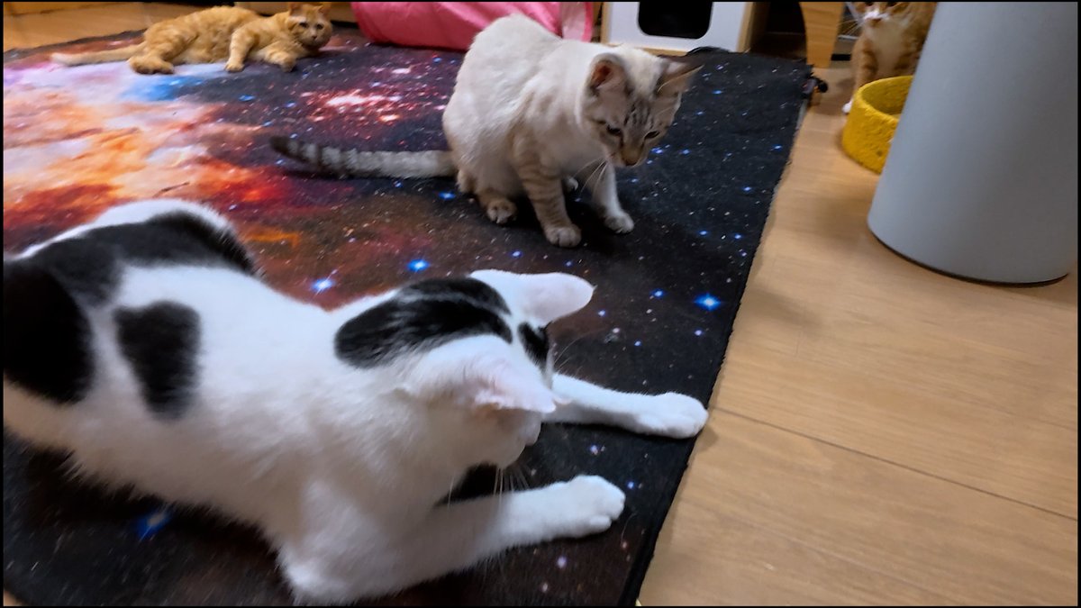 horiman2993's tweet photo. https://t.co/vzeEJvJkog
保護猫カフェ猫の惑星にゃーくるにいる茶トラの靴下猫いなり君はTNRで保護されました
ビビりですぐ逃げ回ることもありますが遊ぶの大好きでだんだん慣れてきてます
一緒に保護されたシャム猫風のごま君と共にトライアル決定
＃保護猫　＃猫カフェ　＃茶トラ　＃シャム猫 https://t.co/Q2yDqer9Cr