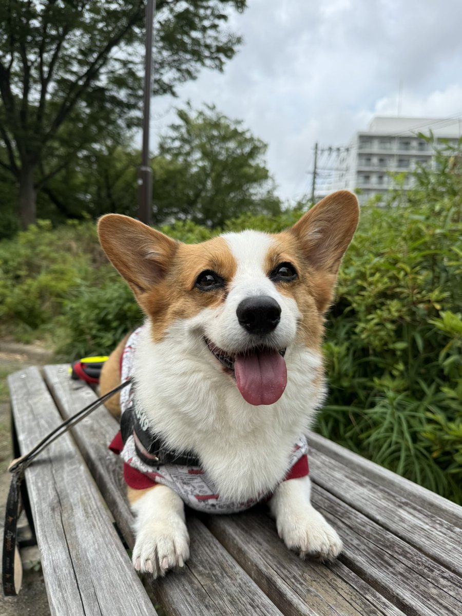 Clair_2018's tweet photo. おはコーギー🐾
昨日より涼しい……いや暑くない朝です😅
クレアも少し多めに散歩できて嬉しいかな❓
それでもしっかり水分補給🚰
今日も楽しい1日になりますように😊
#コーギー
#コーギーのいる暮らし
#corgi
#corgilife https://t.co/sWlmybxRGA