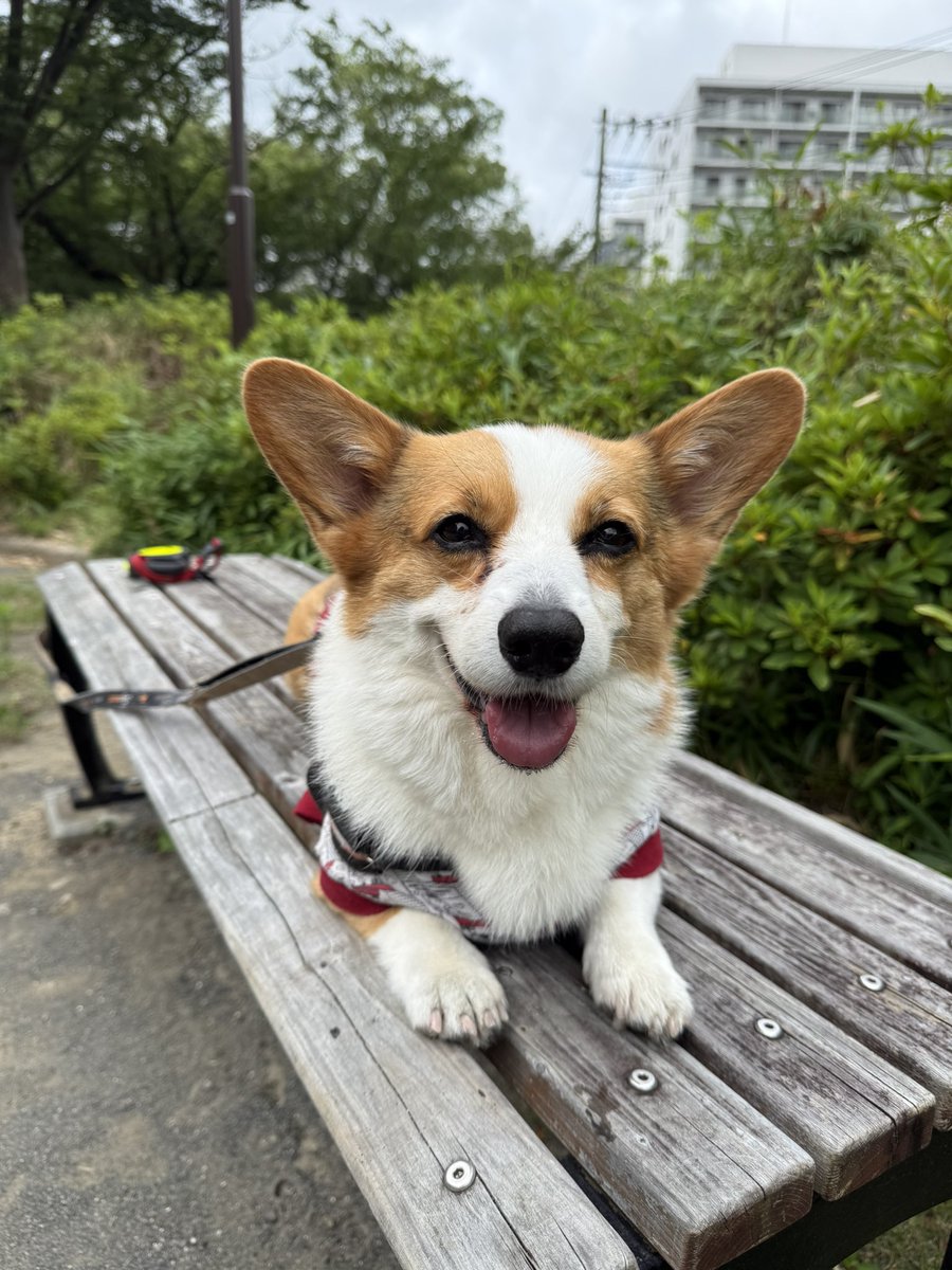 Clair_2018's tweet photo. おはコーギー🐾
昨日より涼しい……いや暑くない朝です😅
クレアも少し多めに散歩できて嬉しいかな❓
それでもしっかり水分補給🚰
今日も楽しい1日になりますように😊
#コーギー
#コーギーのいる暮らし
#corgi
#corgilife https://t.co/sWlmybxRGA