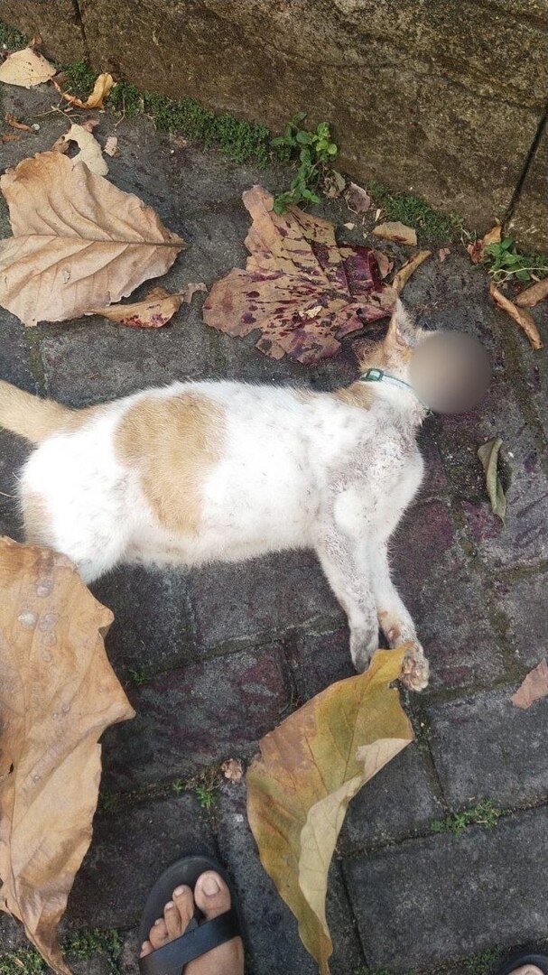 yunesafess's tweet photo. nesa! Jahe (kucing FBS) ditemukan meninggal di parkiran. Kalau ada yang melihat kejadian atau tahu penyebabnya, mohon DM akun Jagasatwa. Kami ingin tahu kronologinya agar kejadian seperti ini tidak terulang. 🙏🏻 https://t.co/6nV6QzREQV