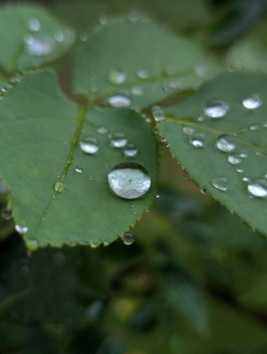 happa_b2's tweet photo. 二日連続雨☔
薔薇の葉雫 https://t.co/UQGJpAPcba