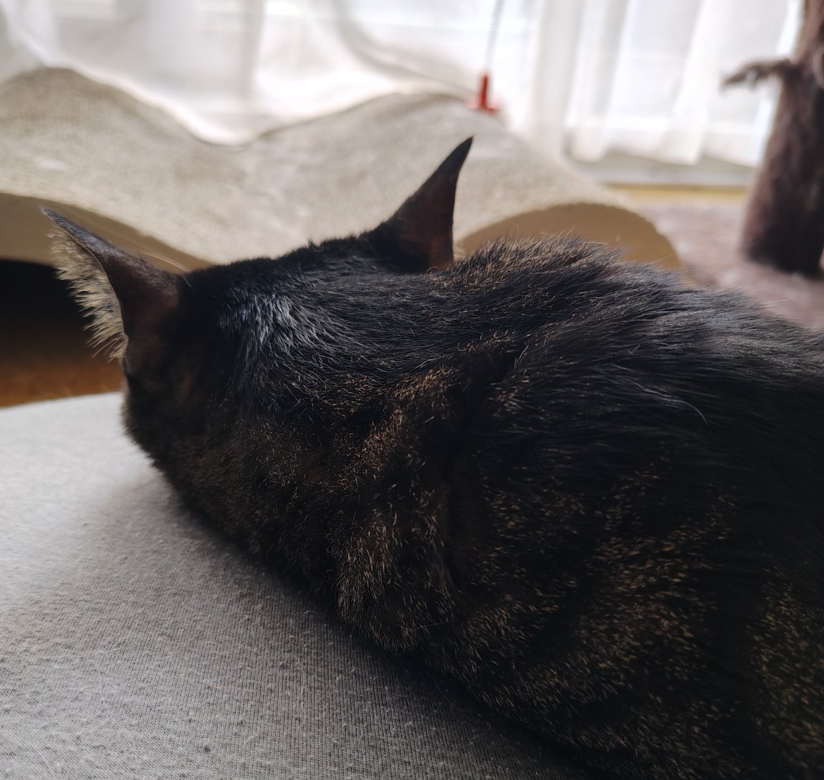 chaumoru's tweet photo. そうだ、のんびり過ごそう!
#猫のいる暮らし𓃠
#猫ちゃんクーラー必須
#マーレ #ポルト https://t.co/PACHFGhDAb