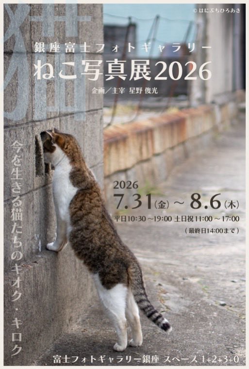 nekoiroiro's tweet photo. 今年も参加させていただきます。

愛猫「てんちゃん」の写真を展示させていただきます。

土日の8月1日と2日在廊しています。

【銀座富士フォトギャラリー ねこ写真展2026】

会期：2026年7月31日（金）～8月6日（木）
平日 10:30～19:00
土日祝 11:00～17:00
（最終日14:00まで）

会場：富士フォトギャラリー銀座

企画・主宰：星野俊光
