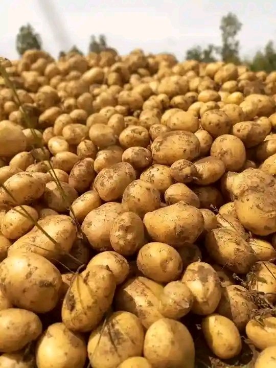 yaronButchers's tweet photo. Let me be your vendor 
Irish potato, from plateau state 
Just Dm https://t.co/kFt0xqVGaj