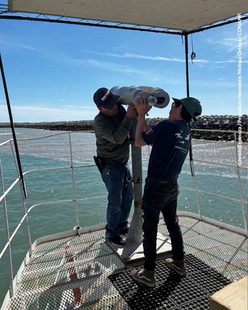 PronaturaNoroes's tweet photo. Durante años, muchas personas solo conocieron a la #VaquitaMarina por los impactos de la pesca incidental. Hoy trabajamos para cambiar esa historia junto con las comunidades del Alto Golfo de California.

Conoce cómo. 👇
🔗https://t.co/L4COizTj8H https://t.co/Hh4CBq1On5
