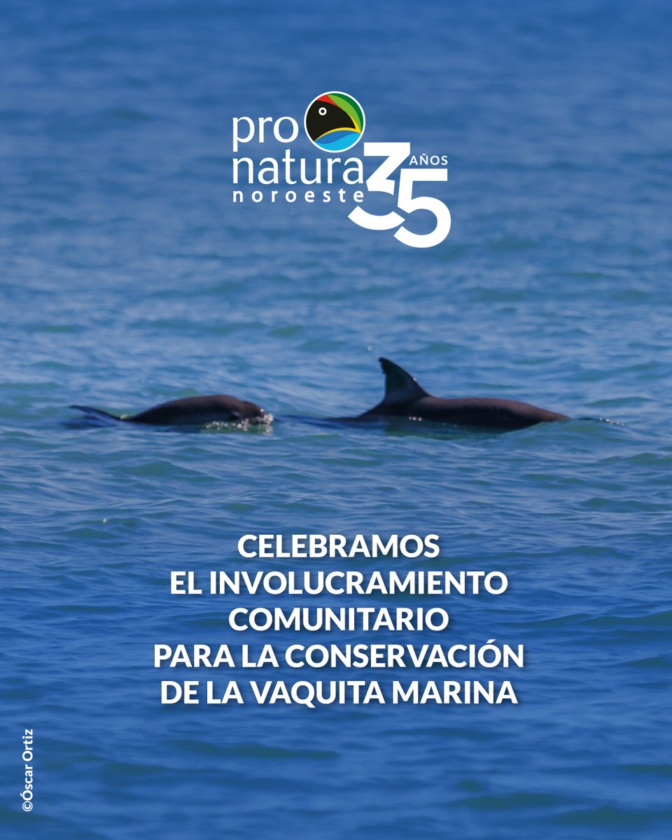 PronaturaNoroes's tweet photo. Durante años, muchas personas solo conocieron a la #VaquitaMarina por los impactos de la pesca incidental. Hoy trabajamos para cambiar esa historia junto con las comunidades del Alto Golfo de California.

Conoce cómo. 👇
🔗https://t.co/L4COizTj8H https://t.co/Hh4CBq1On5