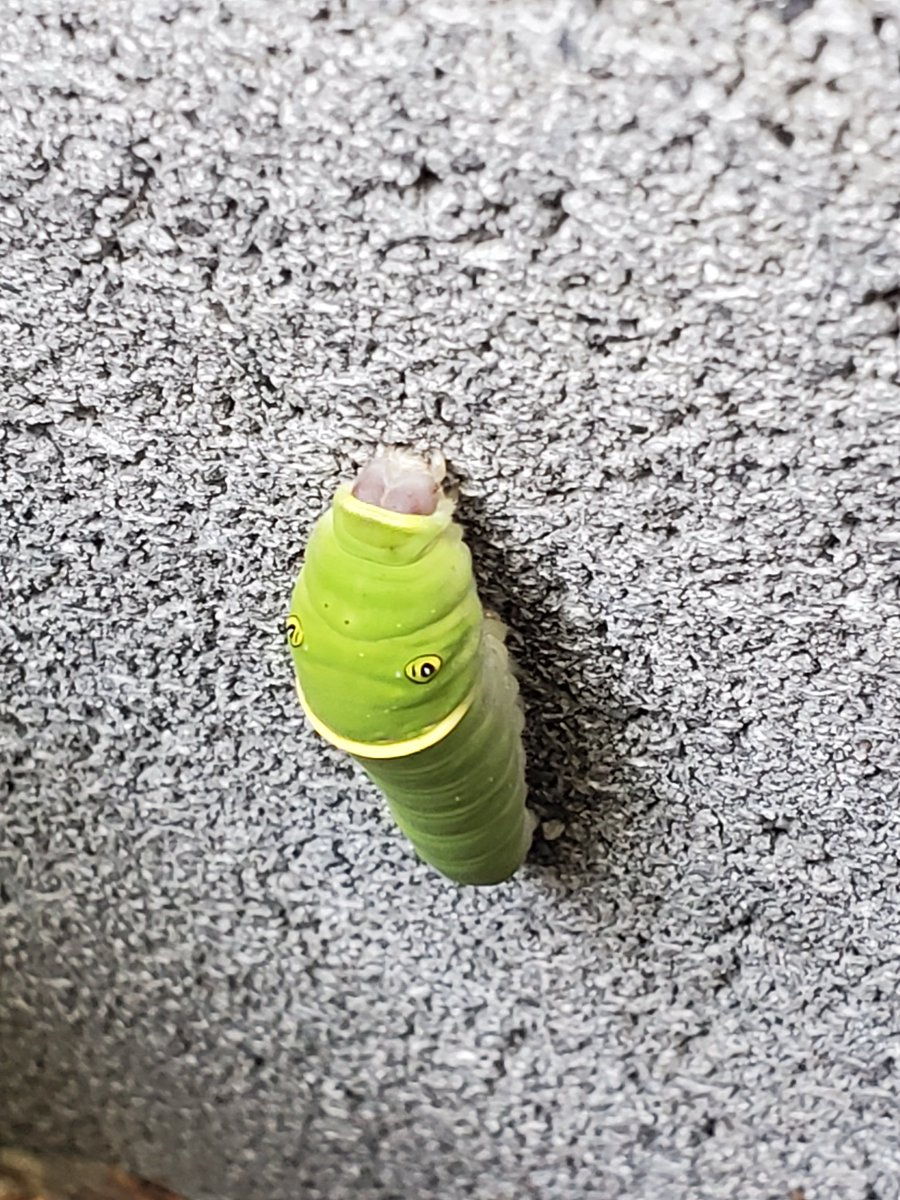 rdppolt37's tweet photo. July 13th I found this little one https://t.co/sBGIwSlG1J