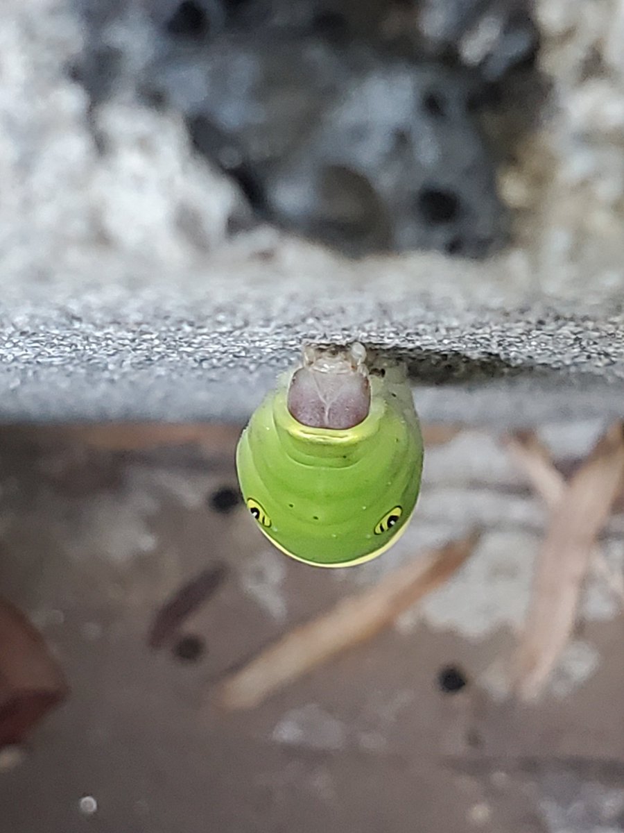 rdppolt37's tweet photo. July 13th I found this little one https://t.co/sBGIwSlG1J