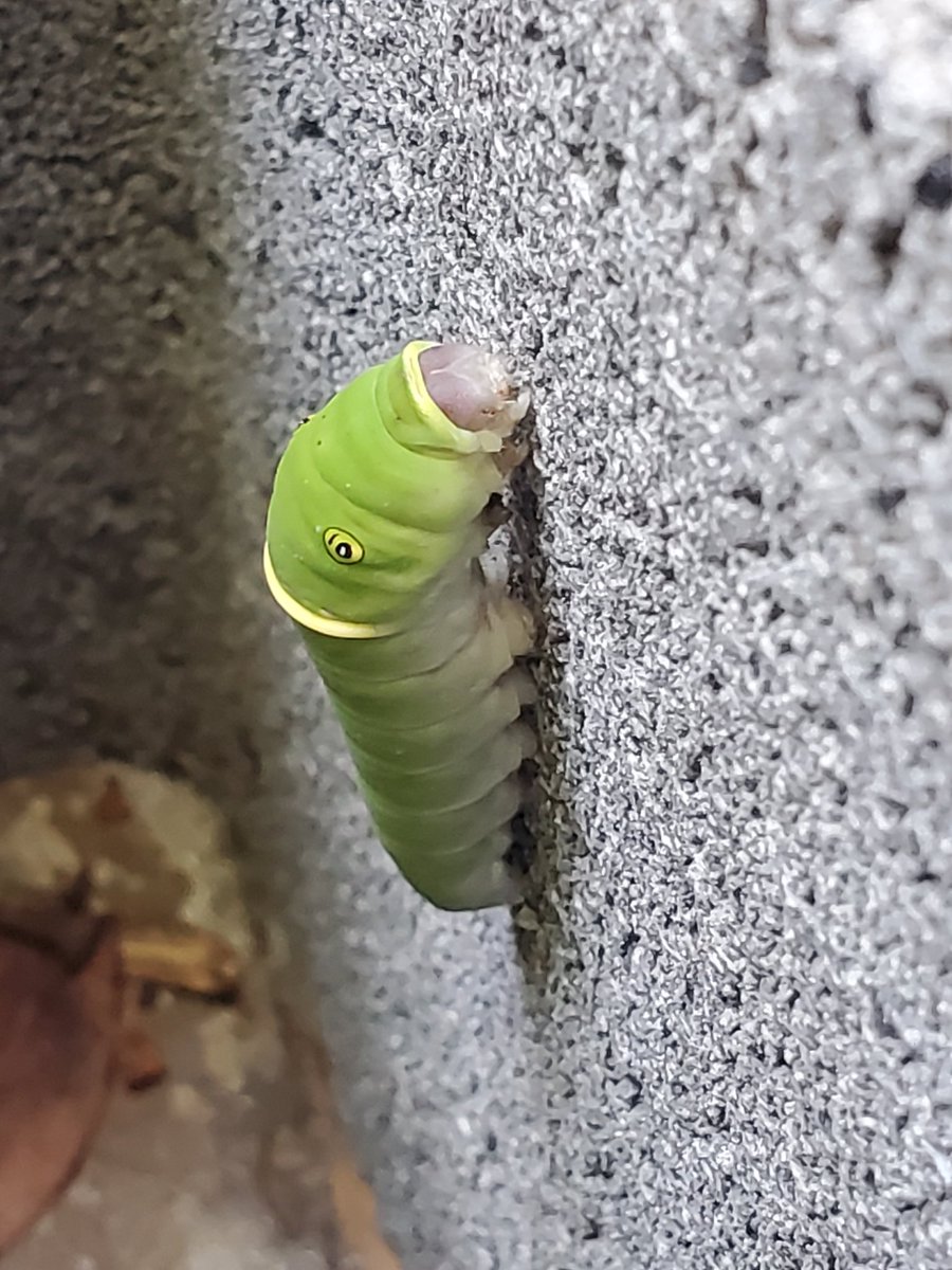 rdppolt37's tweet photo. July 13th I found this little one https://t.co/sBGIwSlG1J