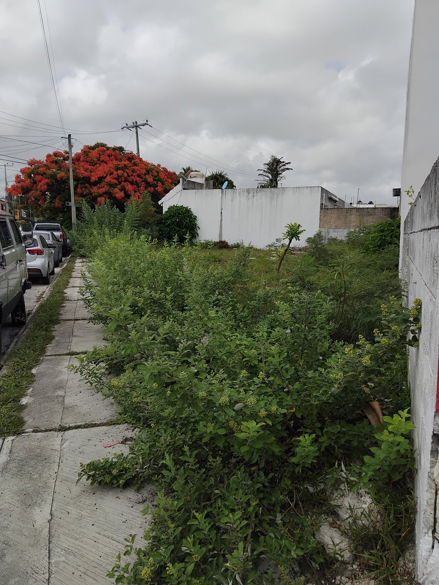 chiviscancun's tweet photo. Gobernadora @MaraLezama requerimos los vecinos de su apoyo para la limpieza de parques en Smz 50 Fracc Capistrano Calle Halacho las banquetas estam bloqueadas @ServPublicosBj @anapatyp https://t.co/K5B4576nZu