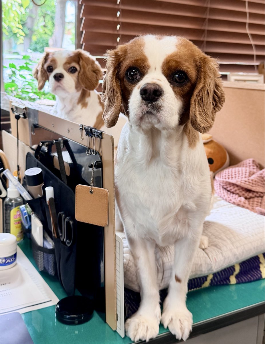 yz_anz_'s tweet photo. お出かけを察した犬たちから圧を受けているんですが、これはお散歩ハラスメントになりませんか？？？ https://t.co/1BT6mF8m2q