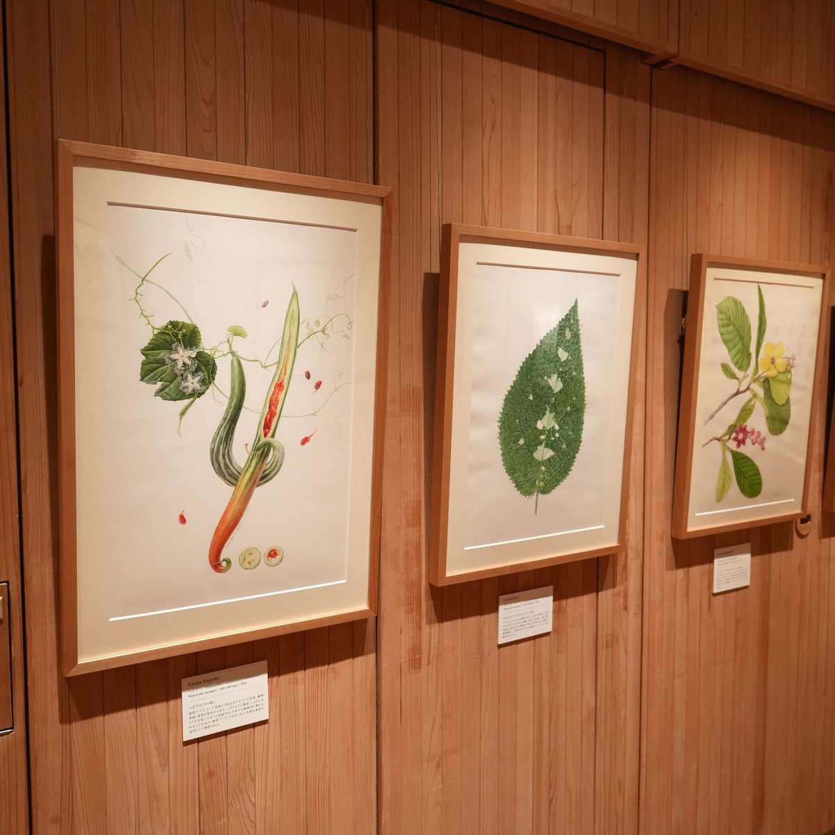 牧野記念庭園では資料展「日本とインドネシアのボタニカルアート」が