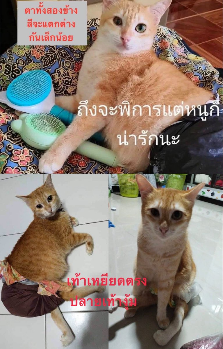 tonever22's tweet photo. 📌 ช่วยกันแชร์หน่อยนะคะ เพราะเราเชื่อว่า…ความจริงอยู่ใกล้เข้ามาแล้วค่ะ

เราใกล้ความจริงแล้วที่จะเจอแมวพิการ “สีส้ม” อาจมีคนที่เคยเห็นน้อง แต่ยังไม่รู้ว่าน้องคือแมวที่คนทั้งประเทศกำลังตามหา

🐈 สีส้ม แมวเพศเมีย สีส้ม+ขาว อายุ 6 ปี พิการขาหลังทั้ง 2 ข้าง เดินด้วย 2 ขาหน้า และลากขาหลัง หายจากรถไฟสายยะลา-กรุงเทพ ตกที่สถานีรถไฟชุมพรมา 20 วันแล้ว

✴️ แต่วันนี้ ความหวังเริ่มชัดขึ้น ✴️

📍เบาะแสล่าสุด
เช้ามืดวันที่ 15 กรกฎาคม เวลาประมาณตี 5 พี่เล็ก ยืนยันว่า เห็นแมวพิการสีส้ม ลักษณะตรงกับรูปที่ทีมงานนำไปสอบถาม

และก่อนหน้านั้นเพียง 3 วัน ทีมค้นหาพบ รอยเท้าแมวที่มีเพียง 2 เท้า พร้อมรอยลากของขาหลัง ใต้สะพานลอดทางรถไฟ 

จึงมีความเป็นไปได้สูงว่า สีส้มอาจยังอยู่ในพื้นที่นี้

💢 สิ่งที่ทำให้การค้นหายากที่สุด กลับไม่ใช่ป่าหรือพงหญ้าหรือดงงูเห่า 
แต่คือชาวบ้านหลายคนในพื้นที่ จ.ชุมพร ยังไม่รู้เลยว่า มีแมวสีส้มที่พิการตัวหนึ่ง หายไปบนรถไฟ และกำลังถูกตามหาทั้งประเทศ

📣 จึงอยากขอแรงทุกคนที่มีใจสงสาร อยากช่วยตามหาแมวพิการตัวนี้ เพียงช่วยแชร์ ส่งต่อ เผื่อมีคนรู้จักใน จ.ชุมพร ที่อยู่แถวสถานีรถไฟชุมพร แถวซ.สะพานลอดทางรถไฟ และบริเวณใกล้เคียง 🙏🏻

📌 หากพบเห็น แมวสีส้ม+ขาว พิการ เดินด้วย 2 ขาหน้า ลากขาหลัง ปลายเท้างองุ้ม อย่าเพิ่งไล่หรือจับเอง ให้เฝ้าดูน้องไว้ และรีบแจ้งทีมอาสาทันที

🙏🏻 การแชร์ในวันนี้ อาจทำให้คนที่เคยเห็นน้องนึกขึ้นได้ว่า “ ใช่ แมวที่เราเคยเห็นผ่านตามาก่อน เมื่อไม่นานมานี้หรือเปล่า”

🥺 และอาจเป็นการแชร์ครั้งเดียว ที่จะพาน้อง “สีส้ม” ได้กลับบ้านสู่อ้อมกอดแม่

🙏🏻 ขออำนาจบารมี เสด็จเตี่ย กรมหลวงชุมพรเขตอุดมศักดิ์ โปรดคุ้มครองและนำทางให้ทีมงานได้พบสีส้มโดยเร็วที่สุด 🙏🏻🤍

✳️ สำหรับคนที่พาน้องกลับบ้านได้อย่างปลอดภัย ทีมงานมีสินน้ำใจให้ 22,000 บาทค่ะ 🧡  

ช่วยกันนะคะ ขอให้สีส้มได้กลับบ้าน 🧡🐈
#แมวหายบนรถไฟ #ตามหาแมว #แมวหาย #ชุมพร