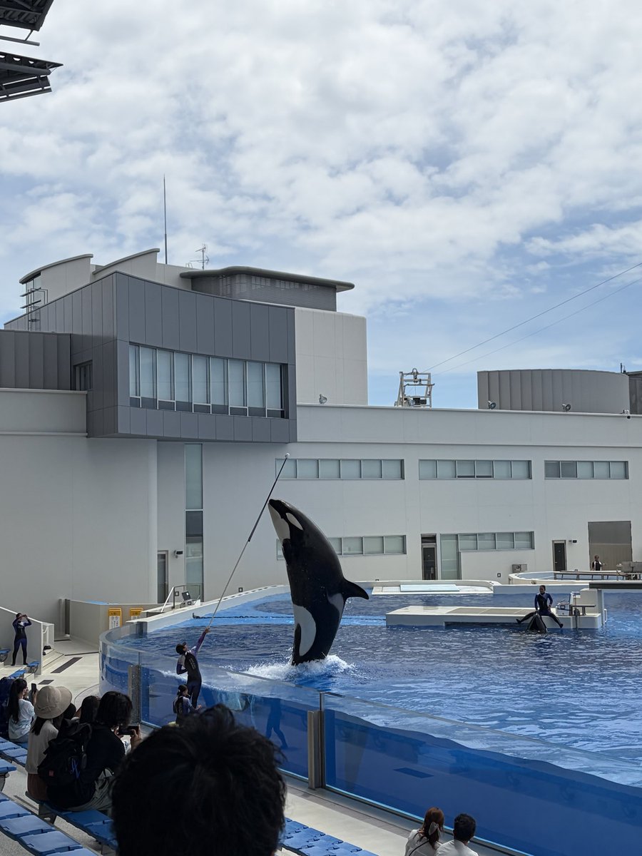 runrunranran51's tweet photo. 須磨シーワールドに行ってきました。
シャチ可愛かったなぁ〜
シャチのトレーナーのお姉さんの飛び込みカッコ良すぎました。 https://t.co/V9xW4Agaus