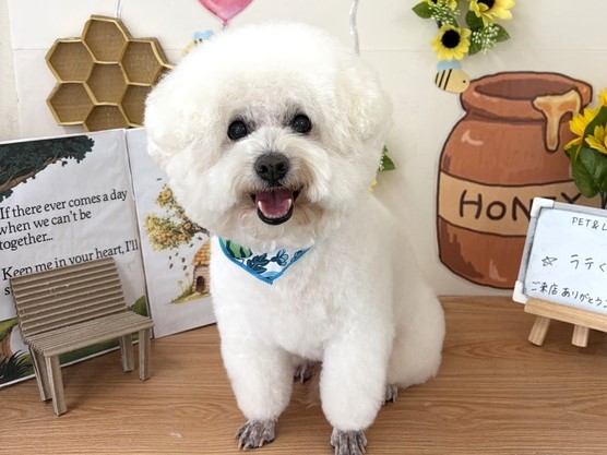 PETandLIFE's tweet photo. おはようございます▽･ｗ･▽
#トリミング
#ペットホテル
#ペットサロン
#新規のお客様ポイント5倍
#おかげさまでオープン16周年
#みんな元気 https://t.co/QshYeSLzYG