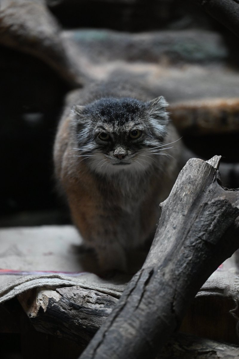 roquesite's tweet photo. プリちゃん、元気にしてるかな〜🌸☺️

20260524
#マヌルネコ
#pallasscat
#上野動物園
#プリームラ https://t.co/u0JARcGM3S