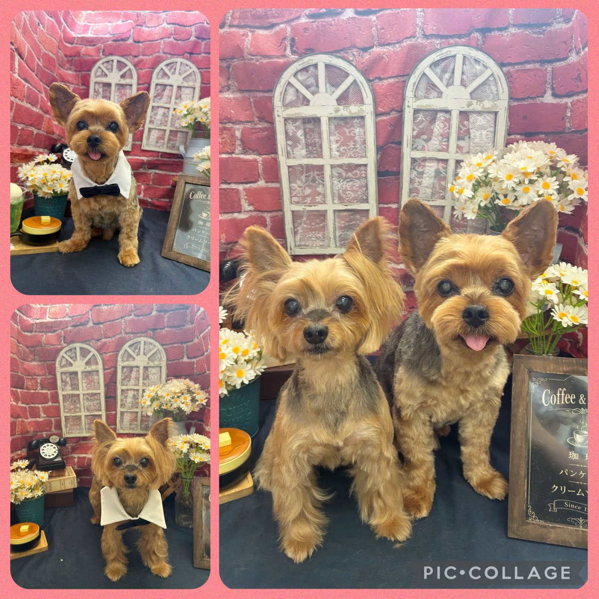ヨーキーママ トリミングで可愛さ倍増〜💖 #ヨークシャーテリア #ヨーキー