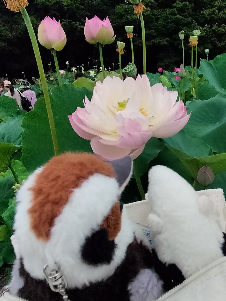 てけてけ (@teke103) / Posts / X