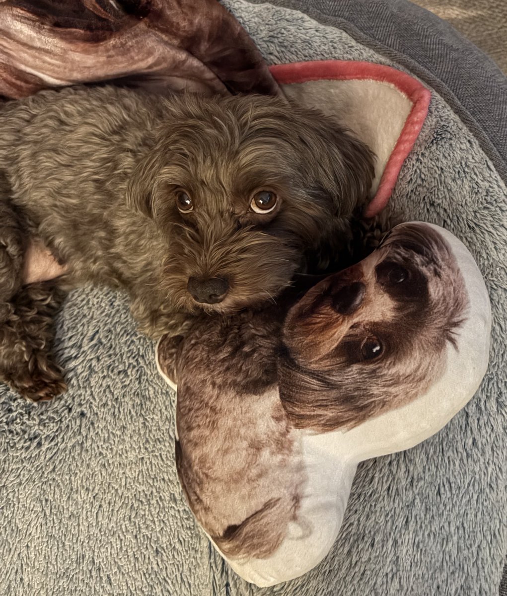 artemisplants's tweet photo. What do you mean we can’t go for our long walk tonight? 🐶 

Canada’s wildfires smelly smoke still lingers at hazardous levels. https://t.co/L7p3J8asX5