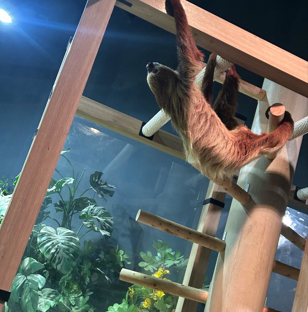 まほちゃん ナマケモノのななちゃんだよー🦥