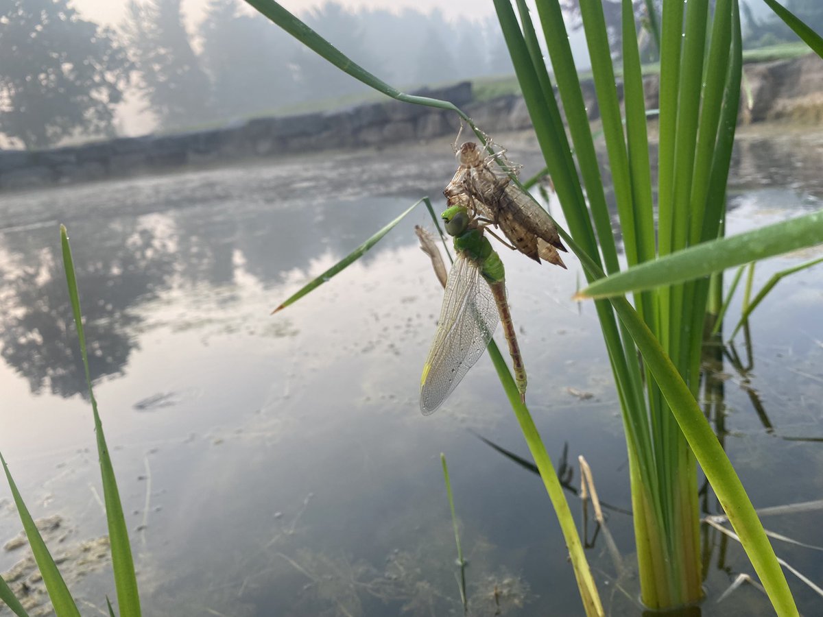 ryanarthur21's tweet photo. #todayinontario We had some dragonflies hatching in our pond #golfcoursewildlife @CobbleHillsGolf @OntarioGSA https://t.co/6zWypOPqLn