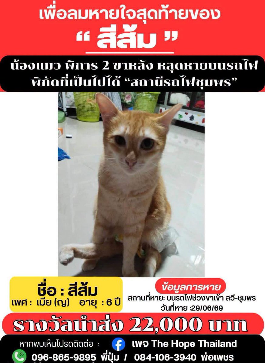 tonever22's tweet photo. 📣 ฝากแชร์ต่อนะคะ ขอบคุณค่ะ 🙇🏻‍♀️ 

🐈 มีสินน้ำใจสำหรับผู้พบเห็น “น้องสีส้ม” 22,000 บาทค่ะ 🧡

🔍 ลักษณะ : สีตาข้างขวาน้องสีส้มจะมีความแตกต่างกับข้างซ้ายและจะแคบกว่าเวลาลืมตา ขาหลังด้านขวาเหยียดตรงไม่สามารถงอได้ เนื่องจากเคยเข้าเผือก ส่วนด้านซ้ายเราต้องช่วยงอให้น้อง น้องจะงอขาเองไม่ได้ หน้าท้องด้านขวาจะมีรอยป่องออกมาค่ะ

📲 หากท่านใดมีเบาะแสหรือเจอแมวลักษณะนี้ รบกวนติดต่อตามเบอร์ด้านล่างได้เลยนะคะ หรือ เพจ The Hope Thailand & เพจบ้านหลังสุดท้ายของน้องจรจัด ค่ะ 👇🏻
 
#แมวหายบนรถไฟ #แมวหาย #ตามหาแมว #ชุมพร