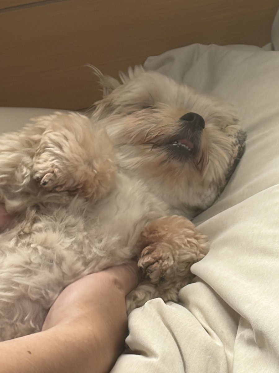 potage_0924's tweet photo. 今日朝から歯が見えていた https://t.co/eOxre5Z857