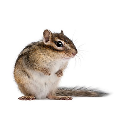 amberili's tweet photo. may i remind everyone what actual chipmunks look like https://t.co/3ftSy2OCqH