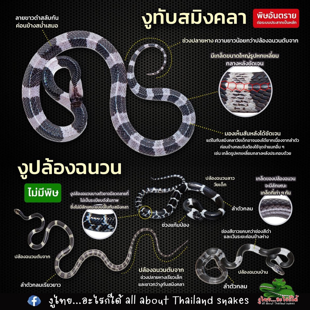 Eaaaw's tweet photo. ชาวโซเชียลแตกตื่นหลังพบงูน้อยโผล่บนที่นอน... นี่คือ "งูทับสมิงคลา" งูที่มีพิษร้ายอันดับ 1 ของประเทศไทย ว่ากันว่ารอยกัดจะเล็กมากๆ จนแทบมองไม่เห็น ดังนั้นคนต่างจังหวัดที่ "ไหลตุย" บางครั้งอาจจะไม่ได้เกิดขึ้นจากการไหลตุย แต่ลางรายอาจจะถูกน้องตัวนี้กัดจนเสียชีวิต แต่หาแผลไม่เจอ 😰 https://t.co/HB1y7pFQj7