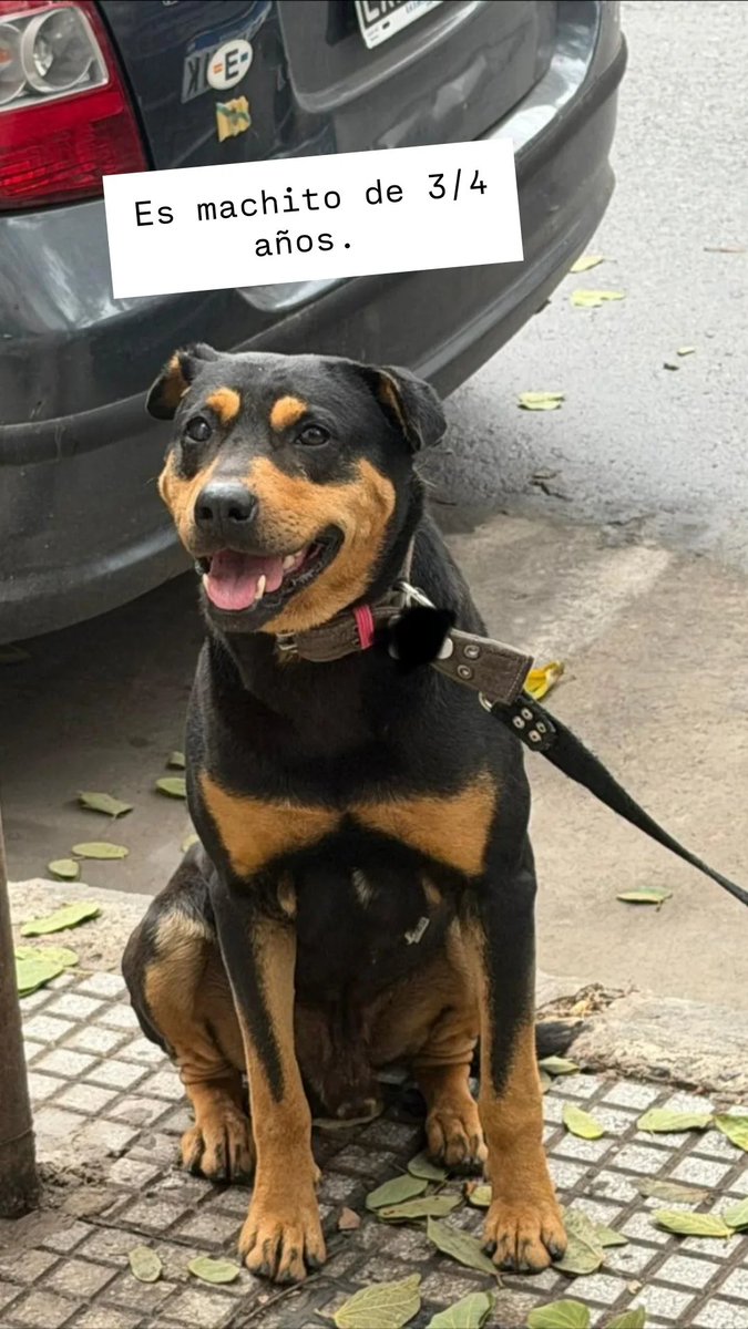 DPessione's tweet photo. AYUDA POR FAVOR. Lo encontré hoy en Villa del Parque. Lo tengo en mi depto. Aprox.3/4 años. Es muy bueno y está por demás asustado y cansado. Retuitear por favor 🙏🏼 Busco a sus dueños o adopción. @PerrosPerdidosA @NoraRpa @DiloConPerritos @lagarzasosa_ https://t.co/uf0kck99hS