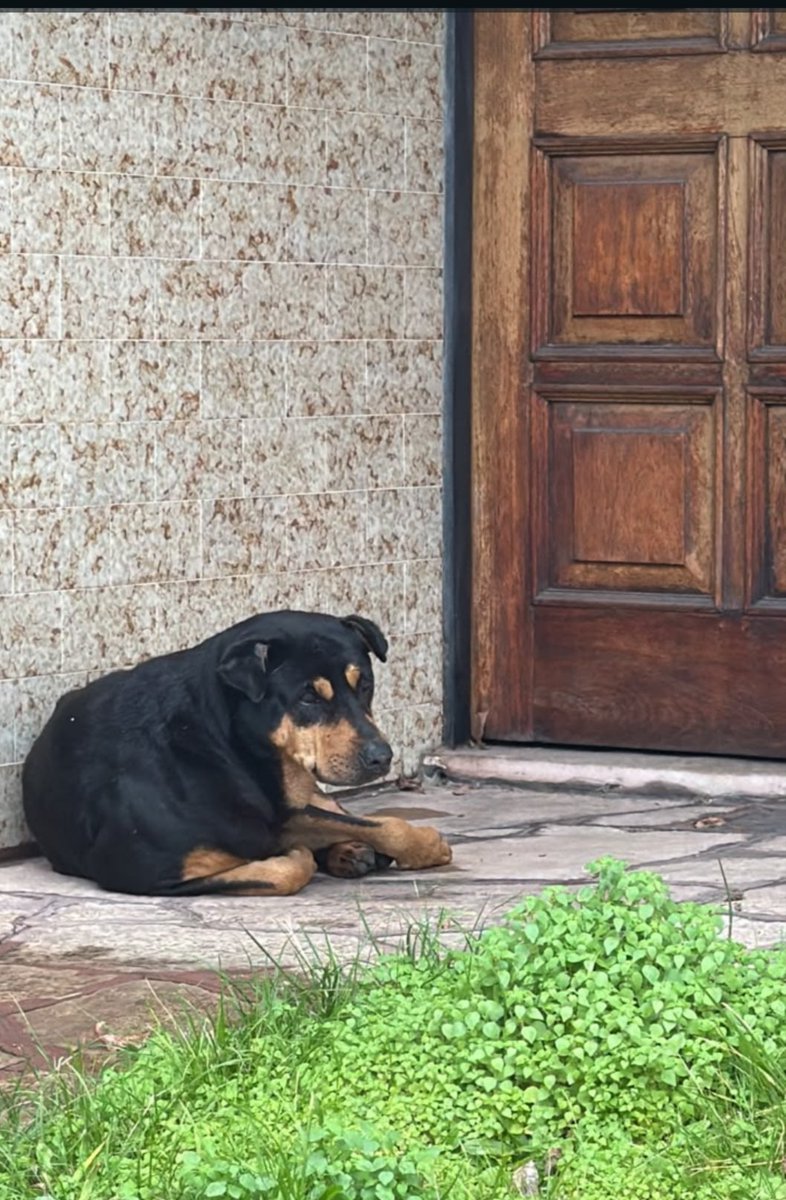 DPessione's tweet photo. AYUDA POR FAVOR. Lo encontré hoy en Villa del Parque. Lo tengo en mi depto. Aprox.3/4 años. Es muy bueno y está por demás asustado y cansado. Retuitear por favor 🙏🏼 Busco a sus dueños o adopción. @PerrosPerdidosA @NoraRpa @DiloConPerritos @lagarzasosa_ https://t.co/uf0kck99hS