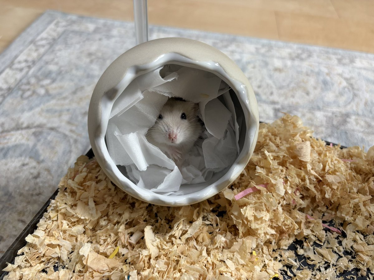 Pch___10's tweet photo. お家綺麗にさせてくれてありがとう🏠✨ https://t.co/86ESrxBKtJ