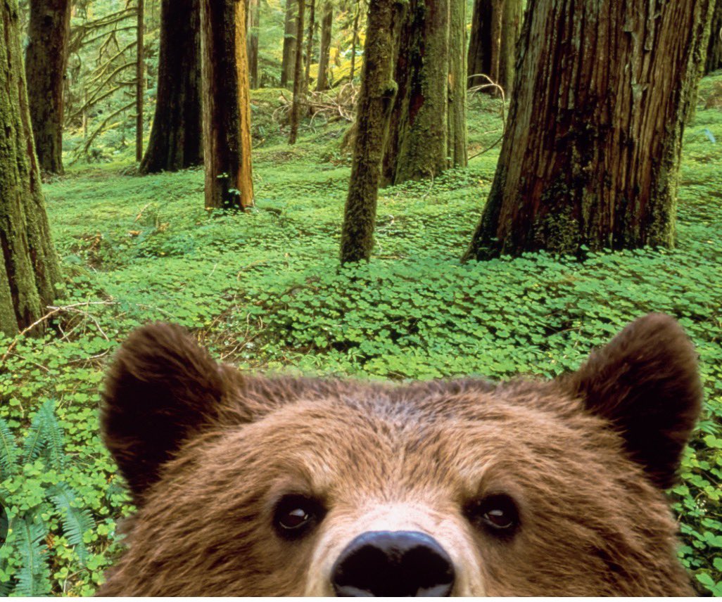 bearlyable2's tweet photo. Hello https://t.co/xrtiSpzpST