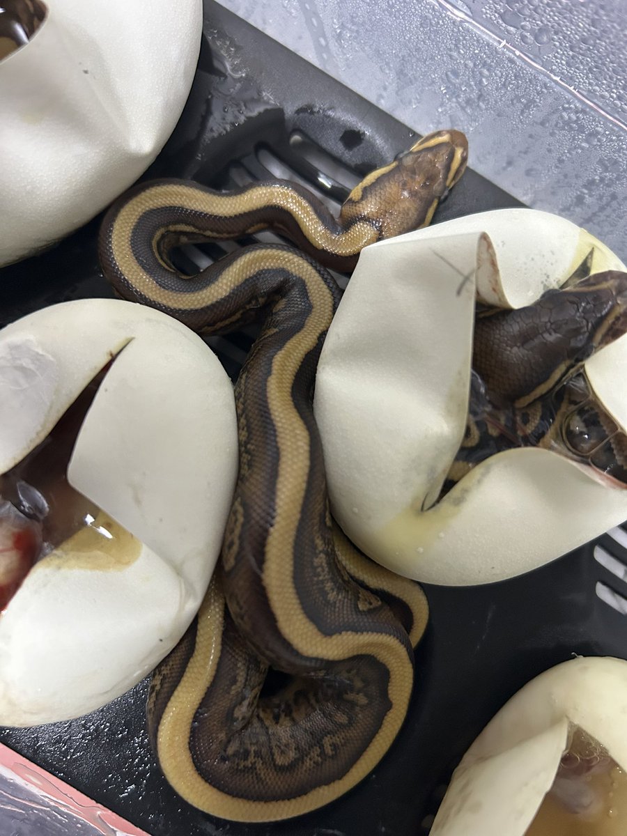 geeksballpython tweet picture