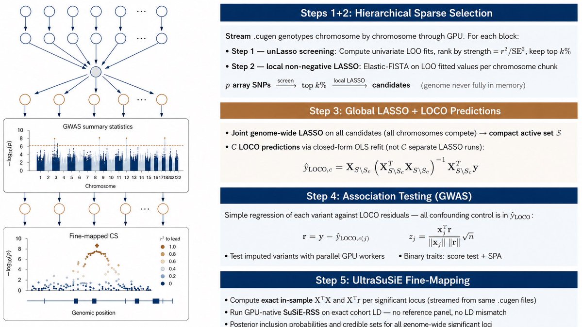 7uomoki's tweet photo. Massive genomic  analyses are growingly important in bio. We present ”CuGen” - a GPU-accelerated framework for large-scale genomics. (links to preprint and repo below!) 🧬🐍

CuGen runs a GWAS and fine-mapping in the UKBB in 10 mins on a single H100. And a stack of 8xH100s can output even >2,000 analyses a day. 🔥

This is a new computational SOTA as biobank-scale GWAS have traditionally been multi-hour jobs on CPUs. 

Running massive GWAS on GPUs is enabled by a few novel contributions:
1. UltraLasso - a new sparse hierarchical statistical learning architecture that we use to account for confounding, enabling the final association phase to be maximally parallelized against the residual. 
2. .cugen - a new GPU optimized genotype file format enabling both fast streaming and random access and largely eliminating most of I/O time
3. UltraSuSiE - a new in-sample implementation of SuSiE fine-mapping method that runs directly after the GWAS is completed.

Both quantitative and binary traits are supported. Confounding control is on par with previous SOTA methods. 

Paradoxically running massive analyses becomes also cheaper as the runtimes are so short 😳. 

I envision the speedup also accelerating AI assisted science through both agents iteratively coordinating massive analyses and also improving with faster RL paradigms and real biobank scale benchmarks.

Beyond GWAS, also a (growing ) general toolkit is supported.

Preprint: https://t.co/l4I3J6OazF

Repo (open source ofc):
https://t.co/2JgJcaaSed