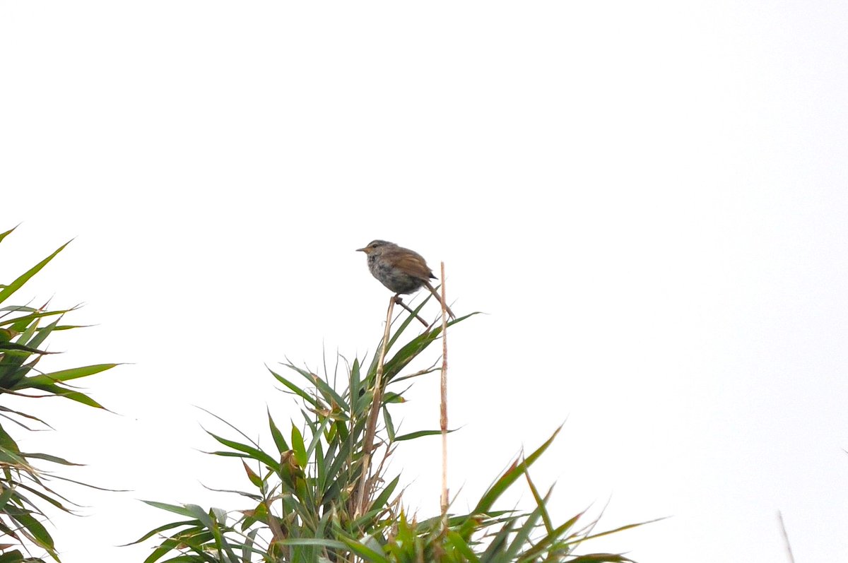 yacho1030's tweet photo. ウグイスを見つけました
「ケキョケキョケキョ…」と激しく鳴いていました（谷渡り）
どうやら外敵として威嚇されてしまったようです 

＃館山野鳥の森　＃野鳥観察　＃野鳥撮影　＃野鳥　＃野鳥写真　＃野鳥画像　＃ウグイス https://t.co/HPD2O6xpct