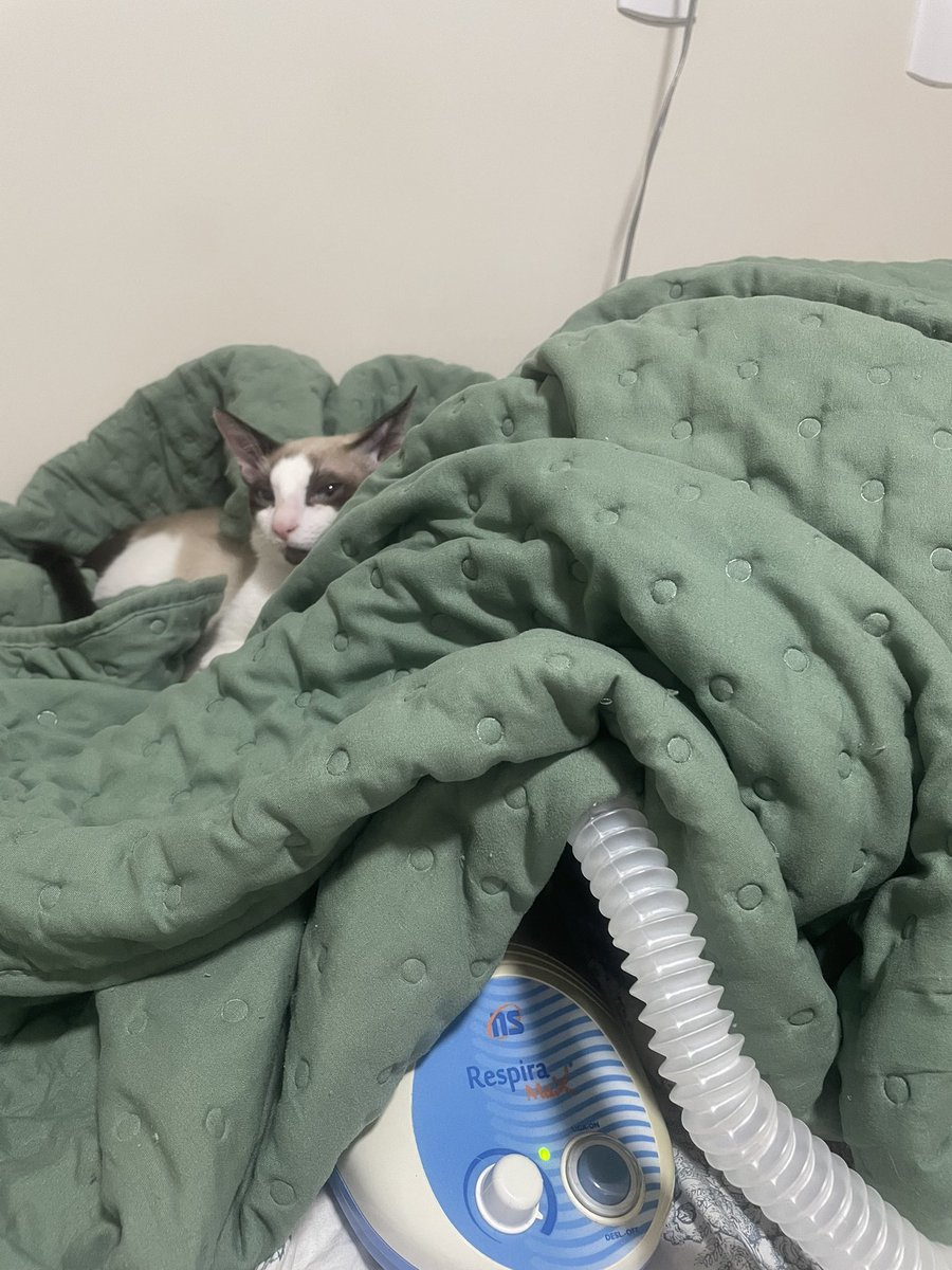 akittensuki's tweet photo. o Yugi servindo FACE enquanto o irmão Giyu tá preso na caixa pra fazer nebulização https://t.co/8VKQDLtyrZ