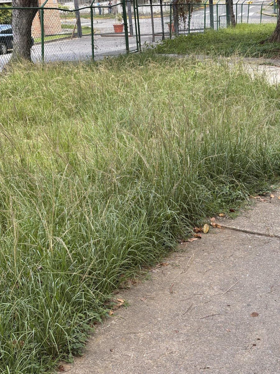 AndresSCC's tweet photo. @darwingonzalezp Alcalde cuando va a limpiar y cortar el monte en el parque Raúl Leoni de El Cafetal, 3 meses sin mantenimiento. https://t.co/oFj6lr9ShJ