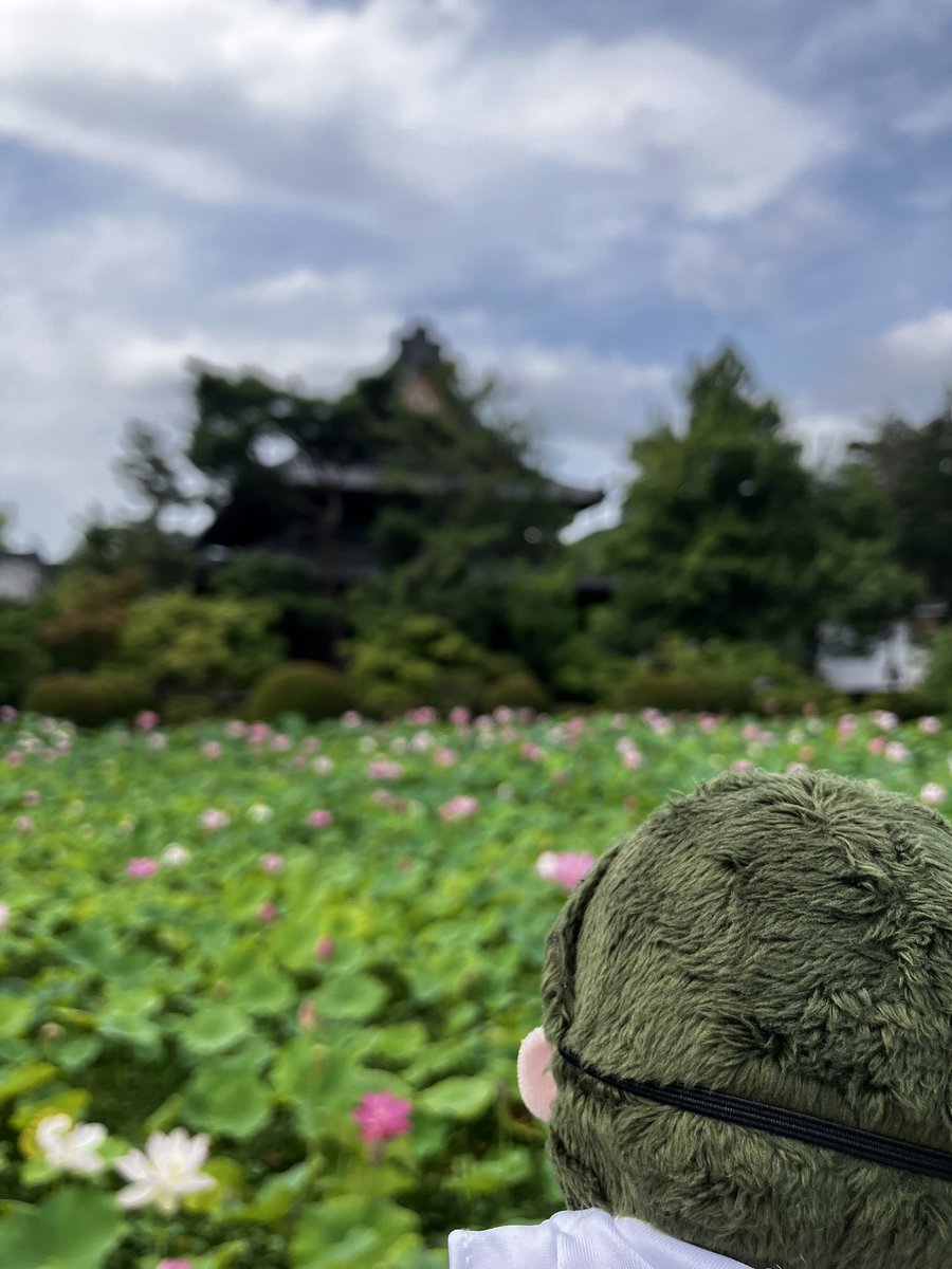 YesterdayUTK's tweet photo. 蓮を見にきましたぞ https://t.co/dDOea1Qv3C