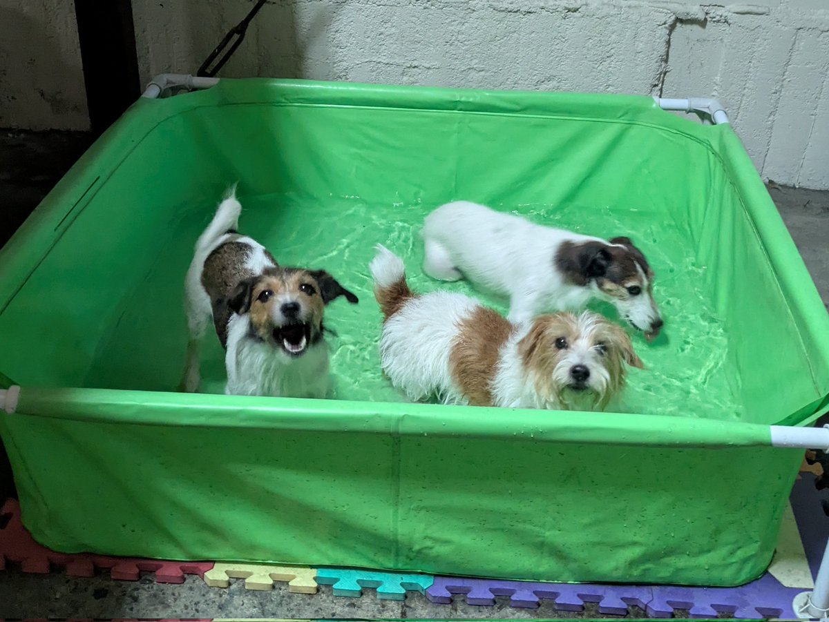 yoshimitropp's tweet photo. 冷やし犬タイム https://t.co/15O9Zwy04W