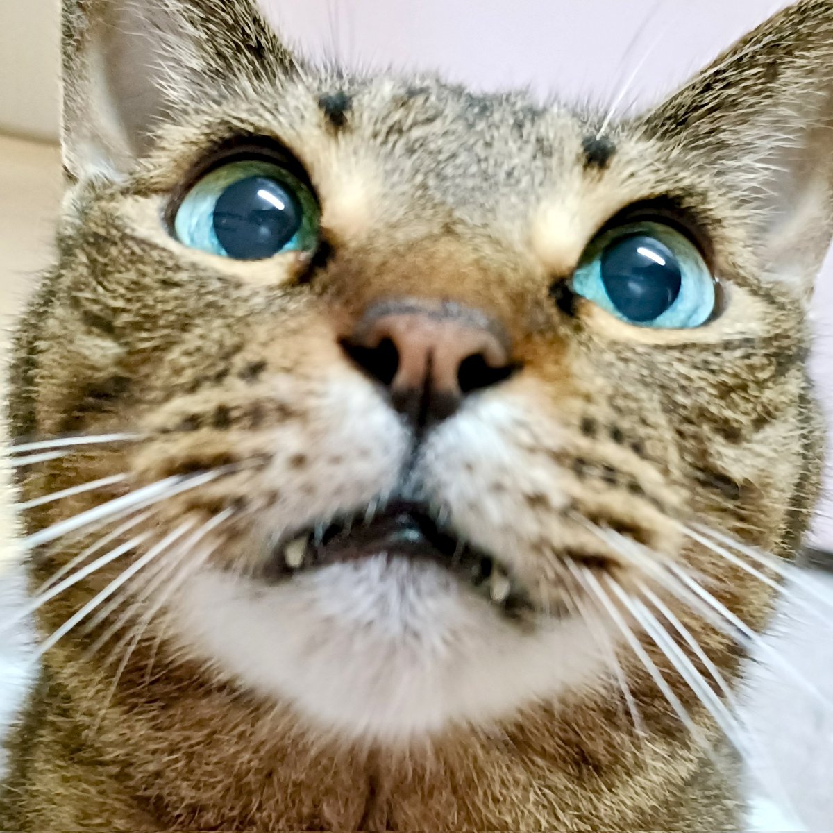 miso1ki10ran's tweet photo. おはようございます😽
今朝のキトラは、今朝も今朝とて「おやつ頂戴っっ❣️」ってその目ヂカラもそのチョイ牙もヤラれるしかないその勢いに勝てませんw😂👍💖💚❤そんな可愛くて可愛くて可愛すぎるキトラです💕ヾ(｡>﹏<｡)ﾉﾞ✧*🌟
#保護猫 
#猫のいる暮らし 
#キジトラ https://t.co/mQLTEUfW3y