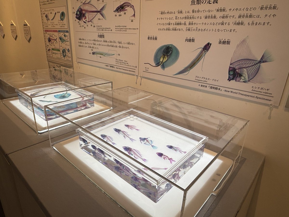 rbcjigyou's tweet photo. この夏おすすめの展示会！
冨田伊織 新世界『透明標本』展
昨日から開幕しました！

まだ混雑していないので、スムーズに入金できます！
9月6日（日）まで浦添市美術館で開催します😃

小さな生き物の骨格を研究するために生まれた手法「透明骨格標本」。
本展では制作過程や学術的な観点を交えながら「透明標本」をライトアップ展示しご紹介します。

是非、子供たちの夏休みの宿題なども兼ねてご来場ください😄
詳細はこちら⬇️

https://t.co/F93fNG5q21